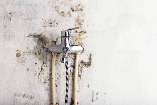 Best Emergency Mold Removal  in Benton, LA