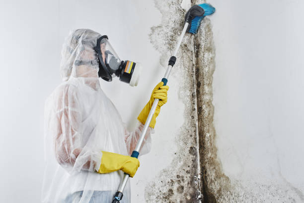 Best Mold Inspection  in Benton, LA