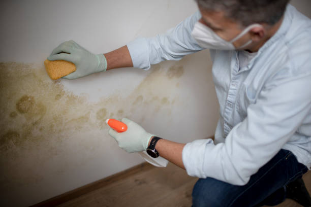 Best Same-Day Mold Removal  in Benton, LA