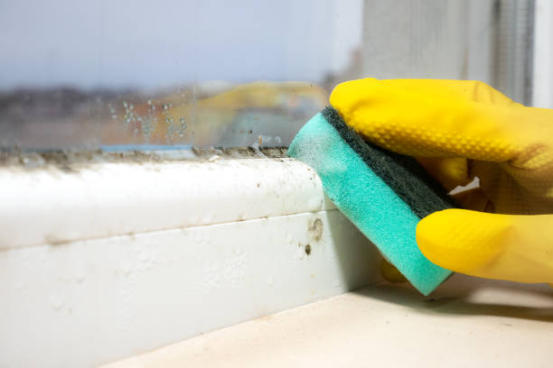 Best Local Mold Removal Service  in Benton, LA