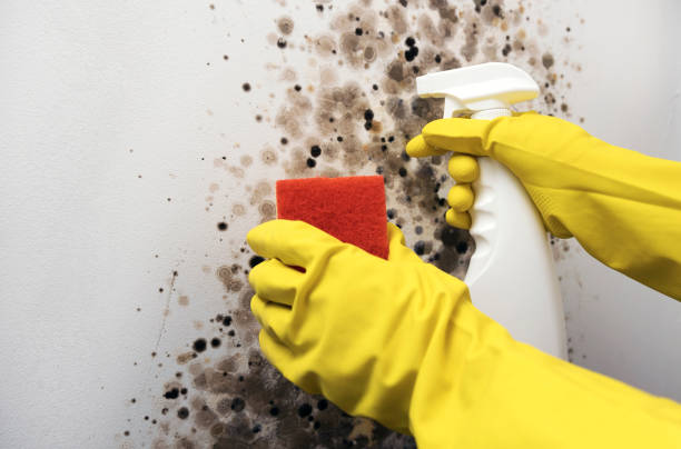 Best Affordable Mold Removal  in Benton, LA