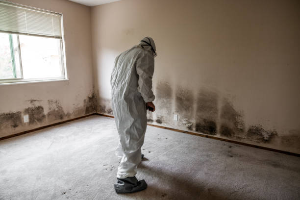 Best Toxic Mold Removal  in Benton, LA