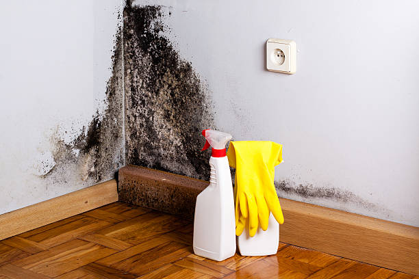 Trusted Benton, LA Mold Removal Experts