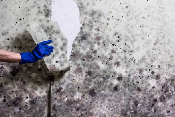 Mold Removal Process in Benton, LA