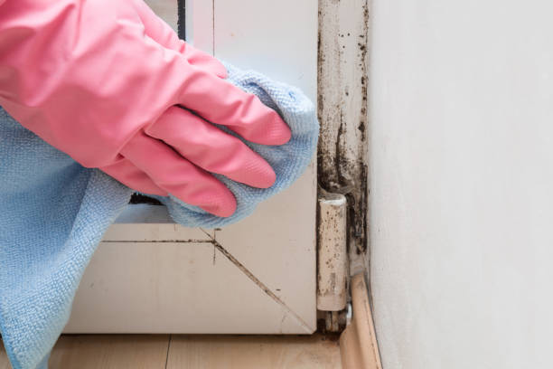 Best Crawl Space Mold Removal  in Benton, LA