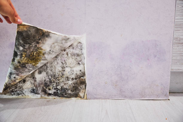 Home Mold Removal in Benton, LA